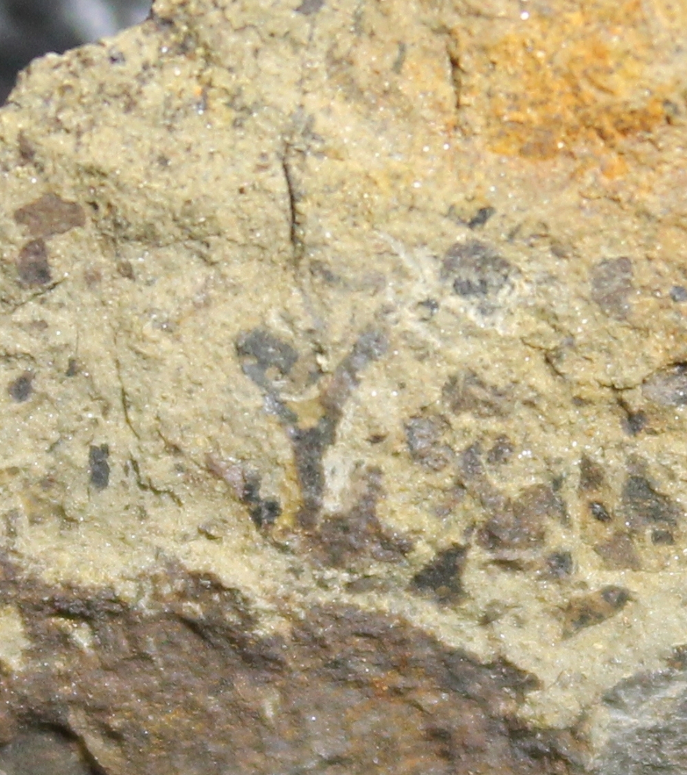 Cooksonia