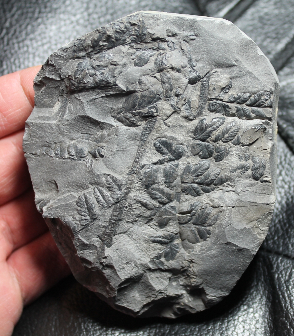fossil fern