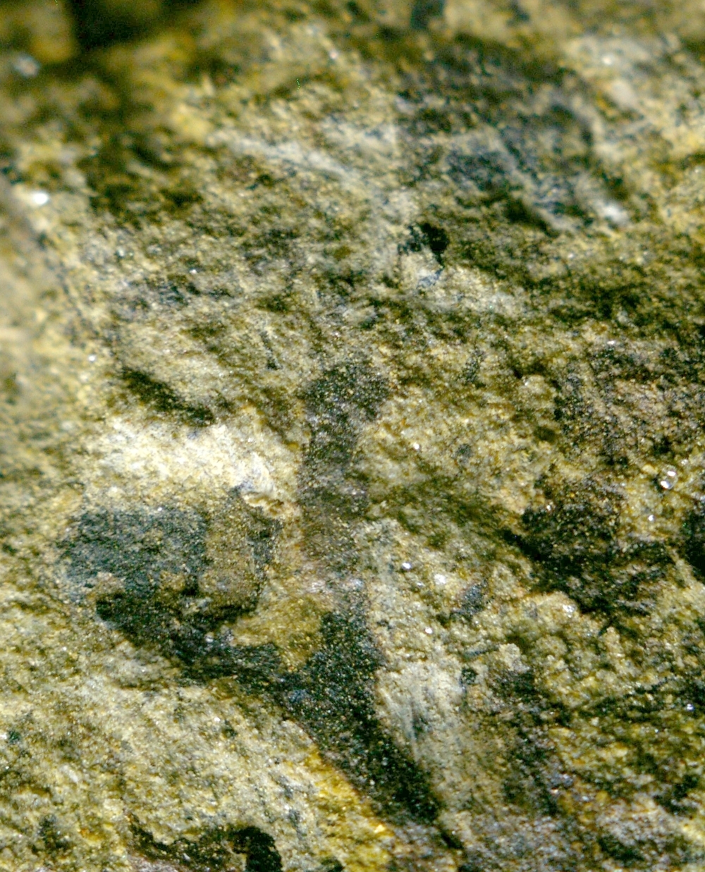 Cooksonia