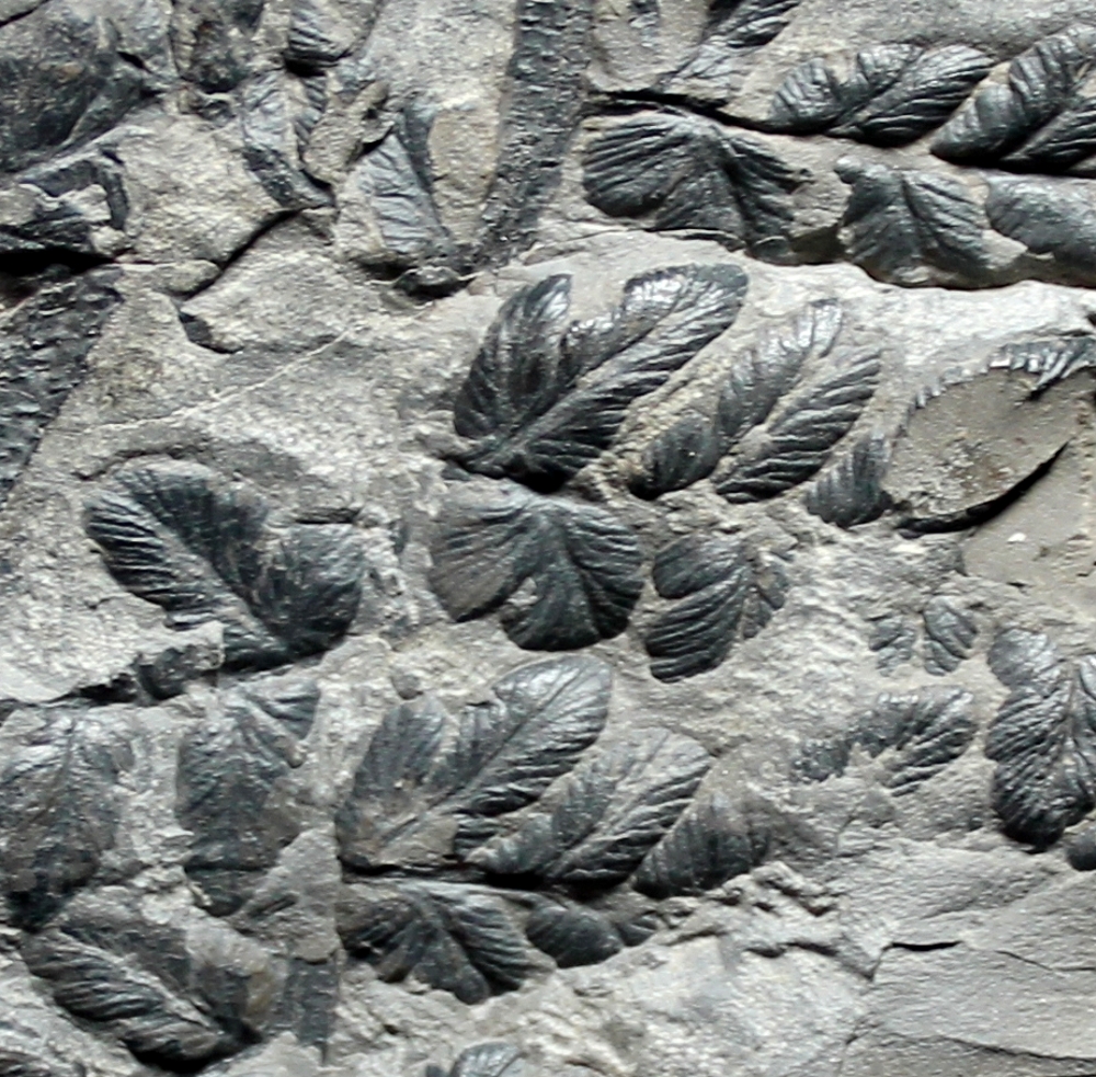 Mariopteris muricata