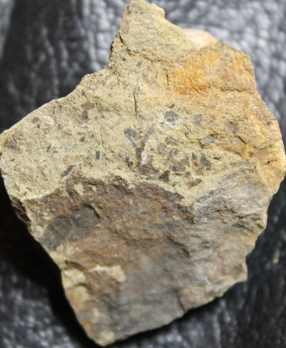 Cooksonia