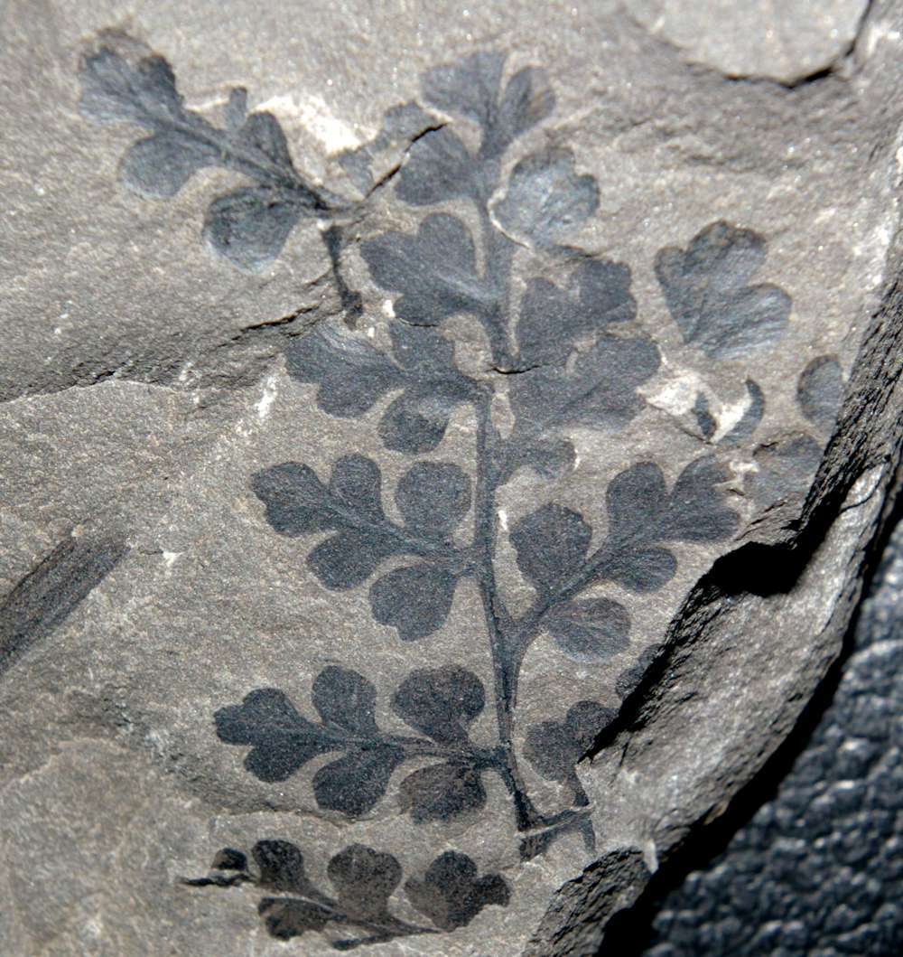 Sphenopteris obtusiloba