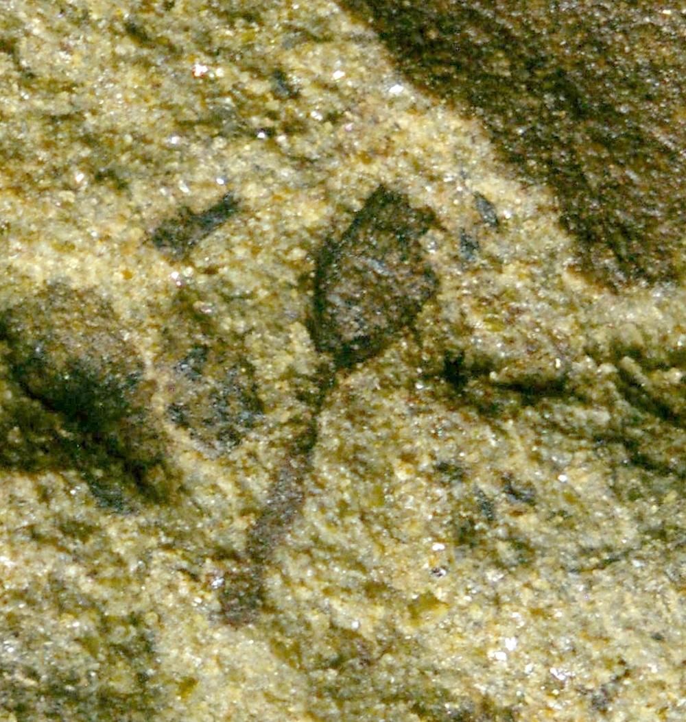 Salopella