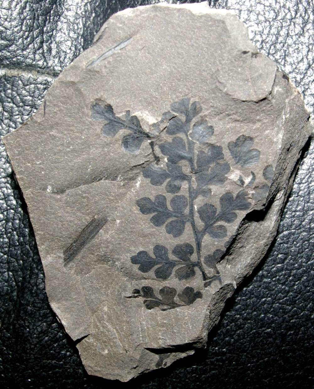 Sphenopteris obtusiloba