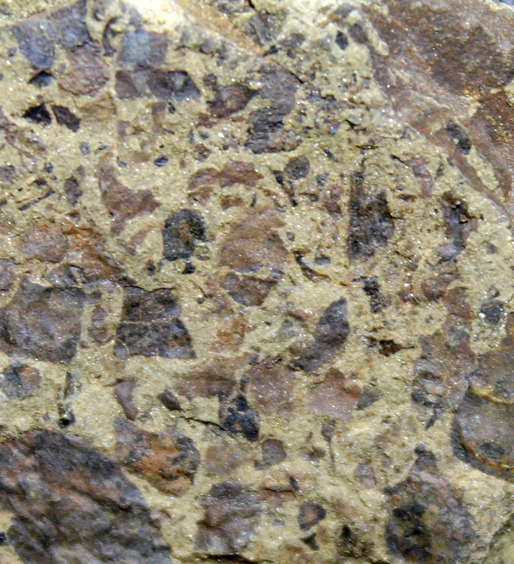 Silurian plants