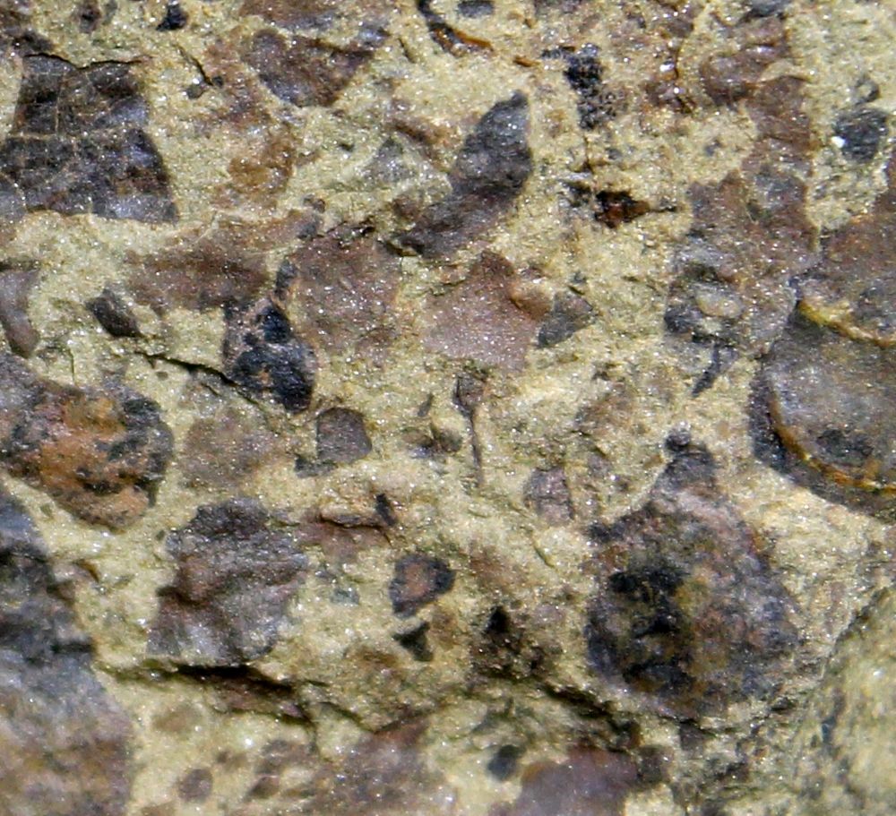 Salopella