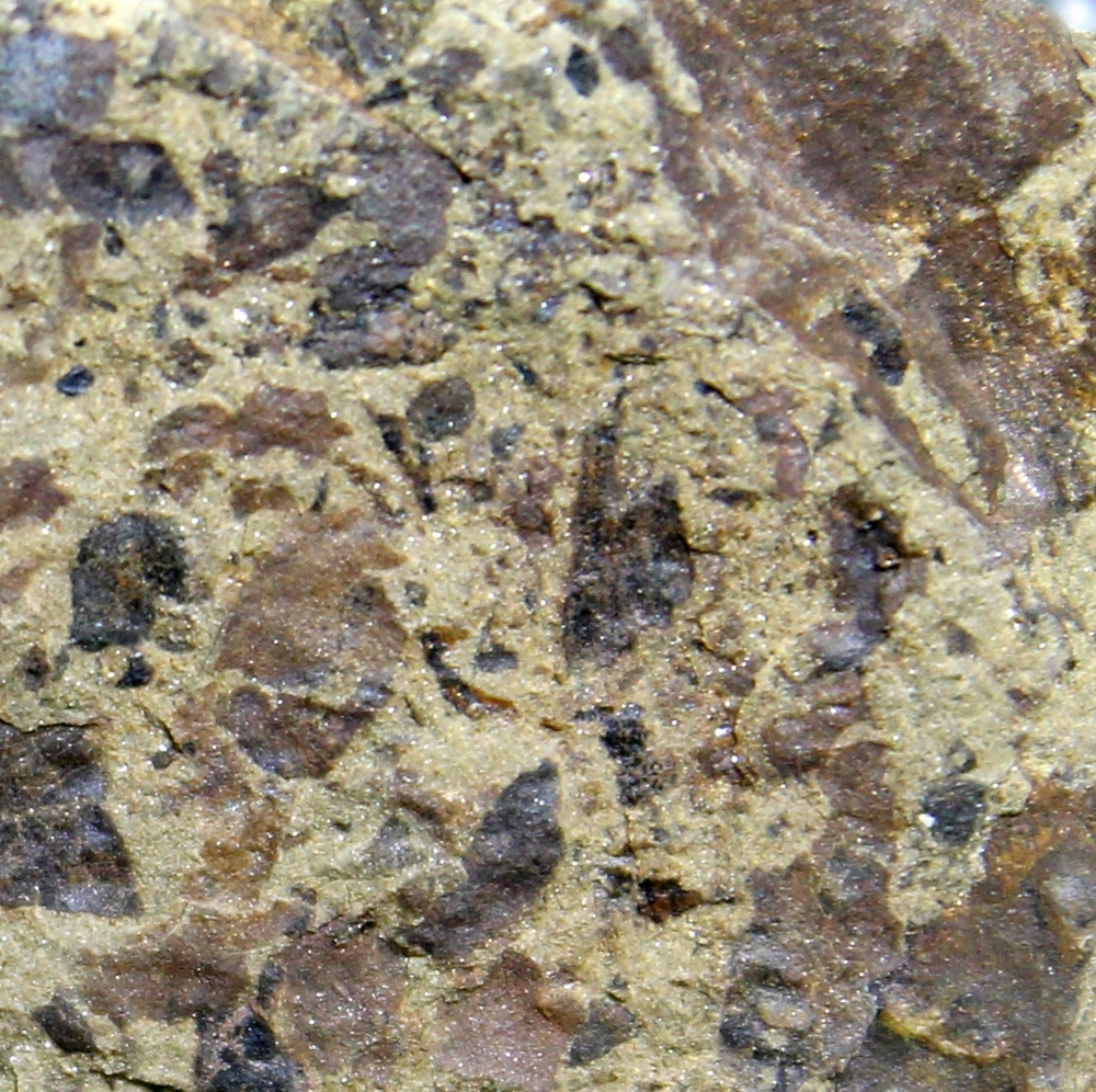 Salopella