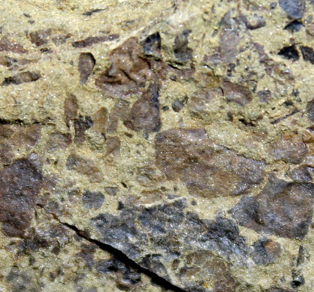 Silurian plants