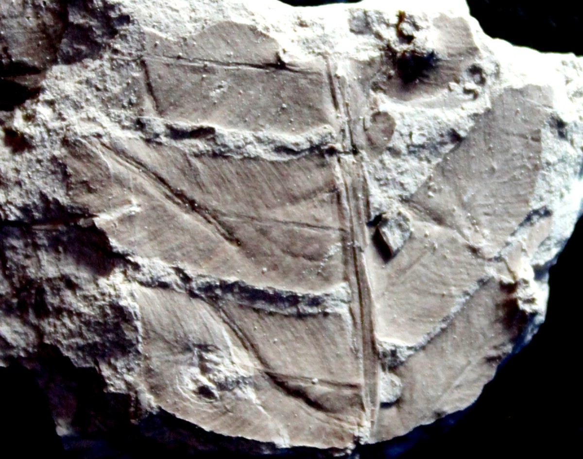 Jurassic fossil plant for sale