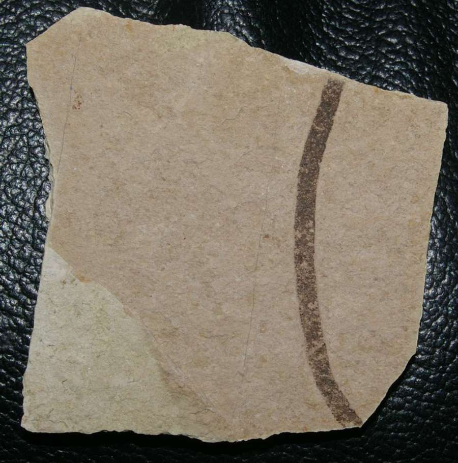 Fossil algae