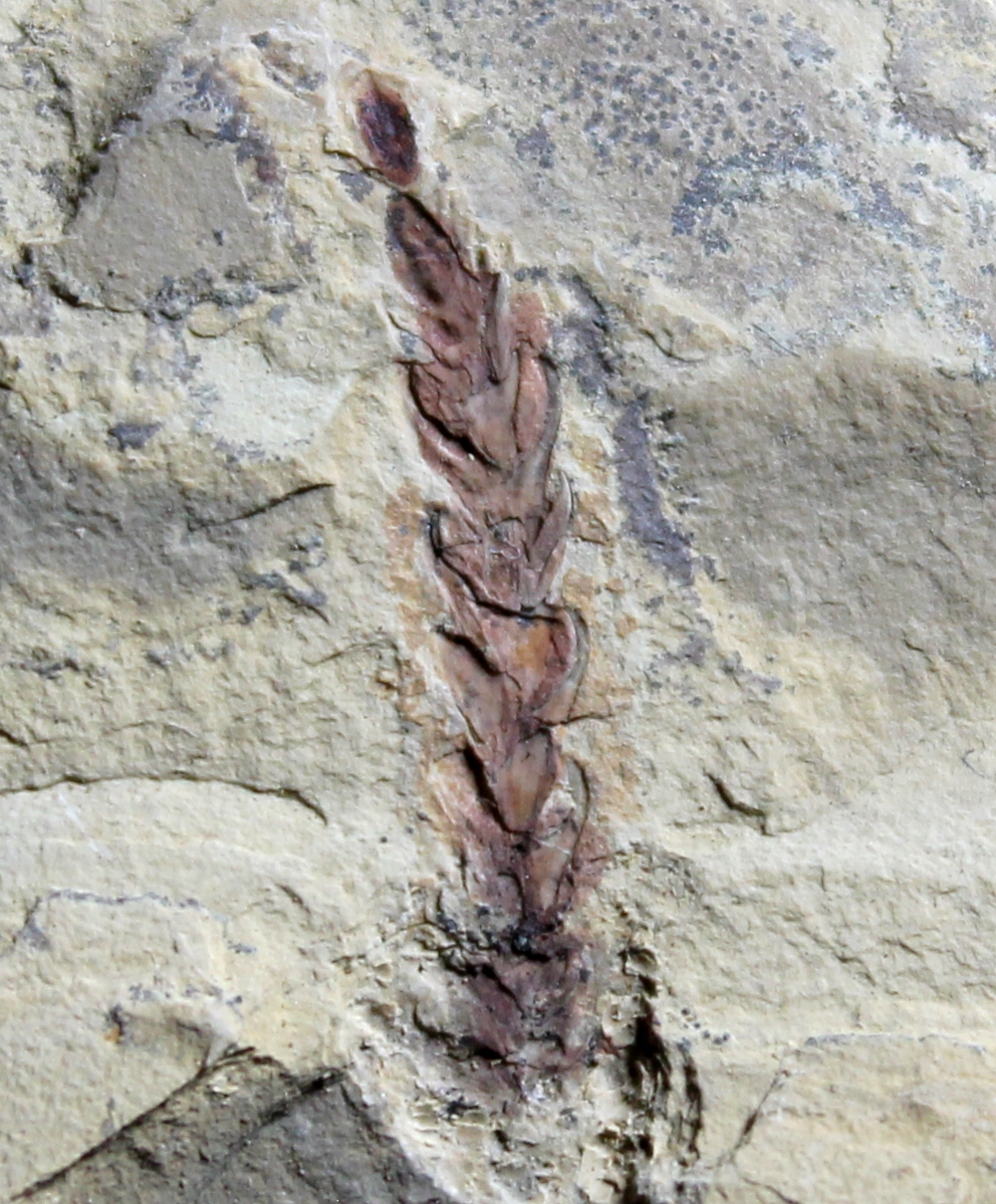 Walchia piniformis