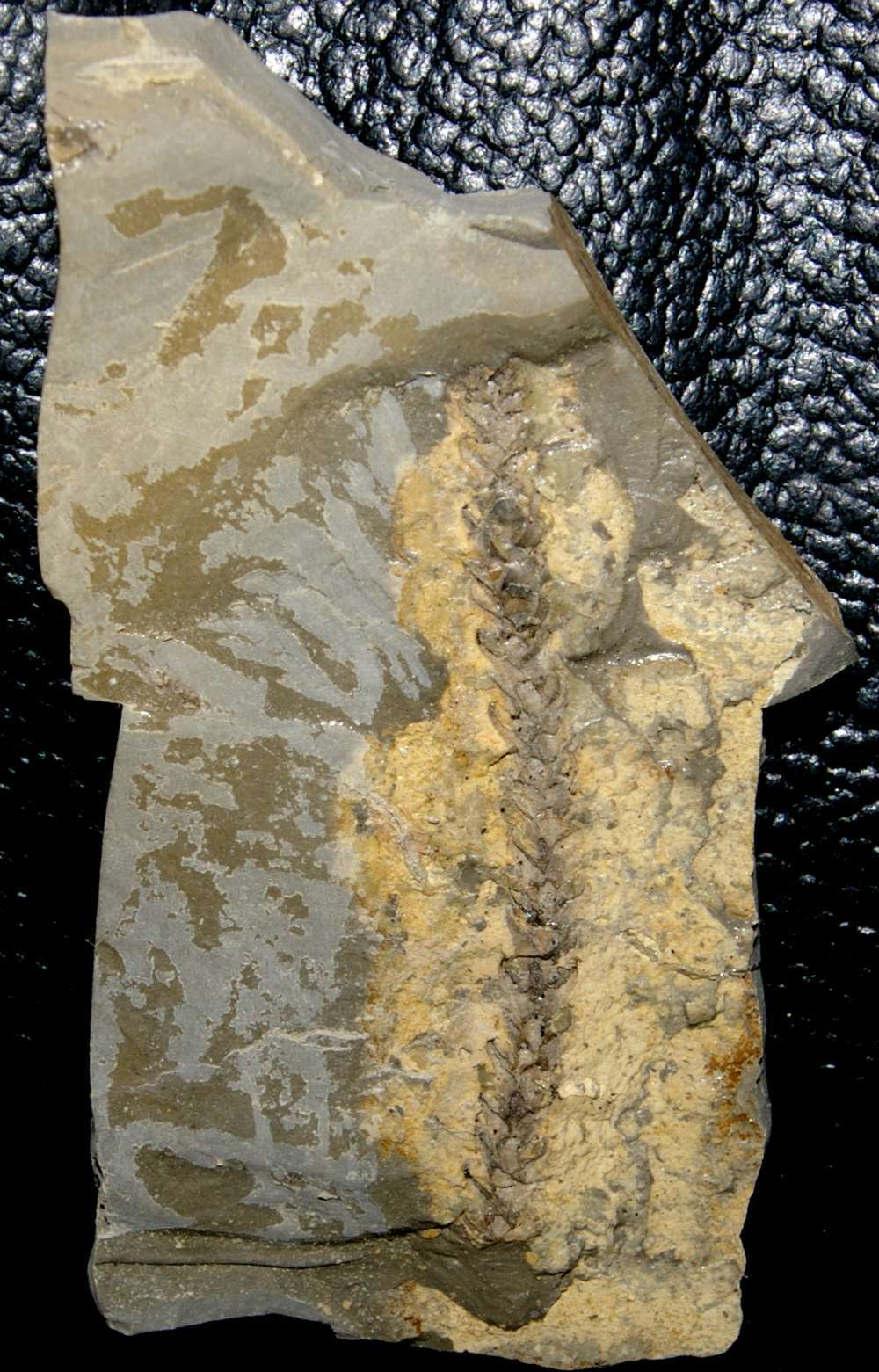 Permian fossil plant