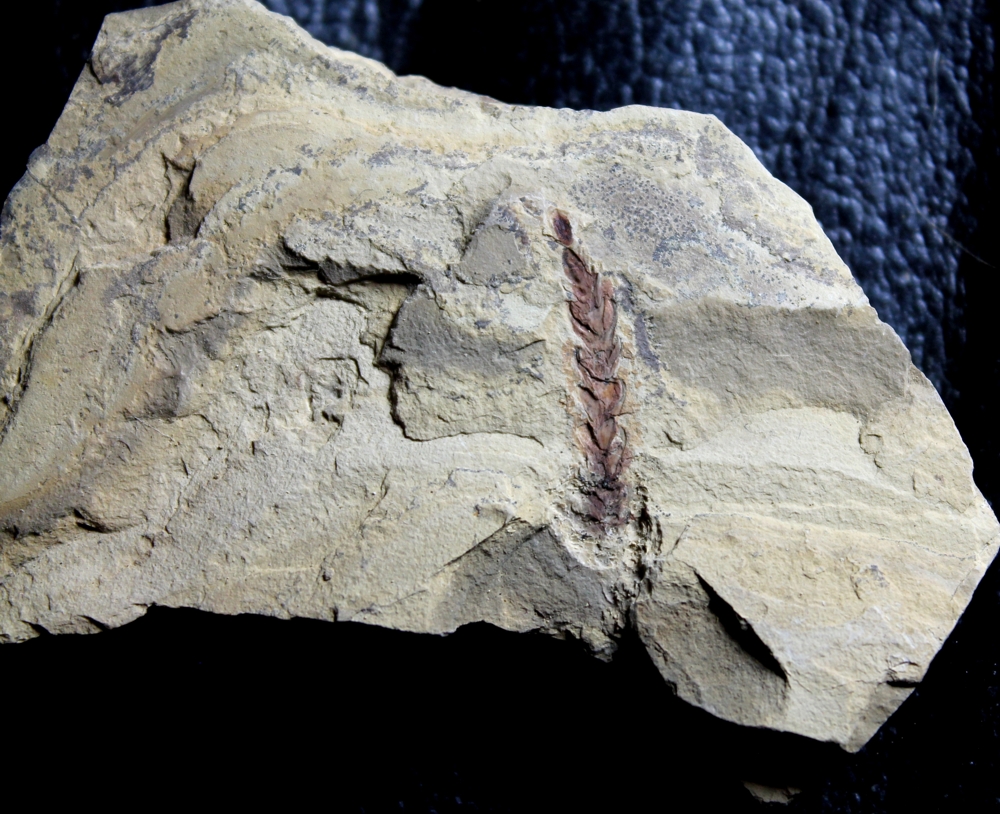 Permian fossil plant