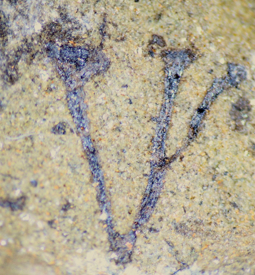 Cooksonia