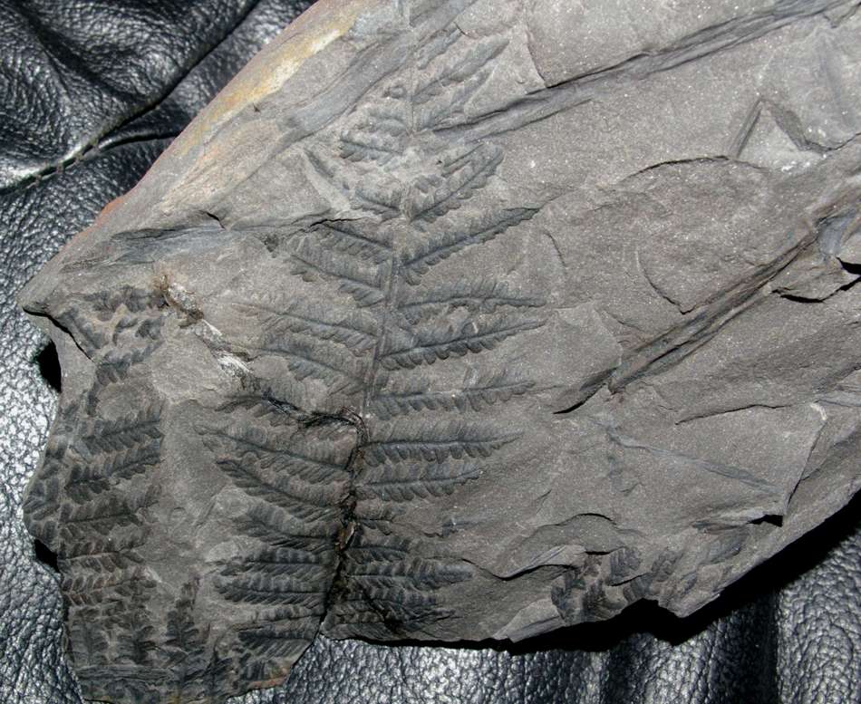  Pecopteris
