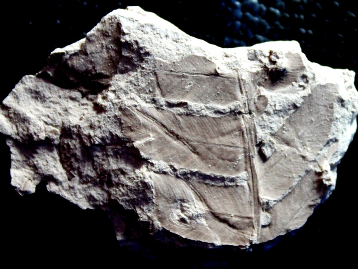Cladophlebis denticulata