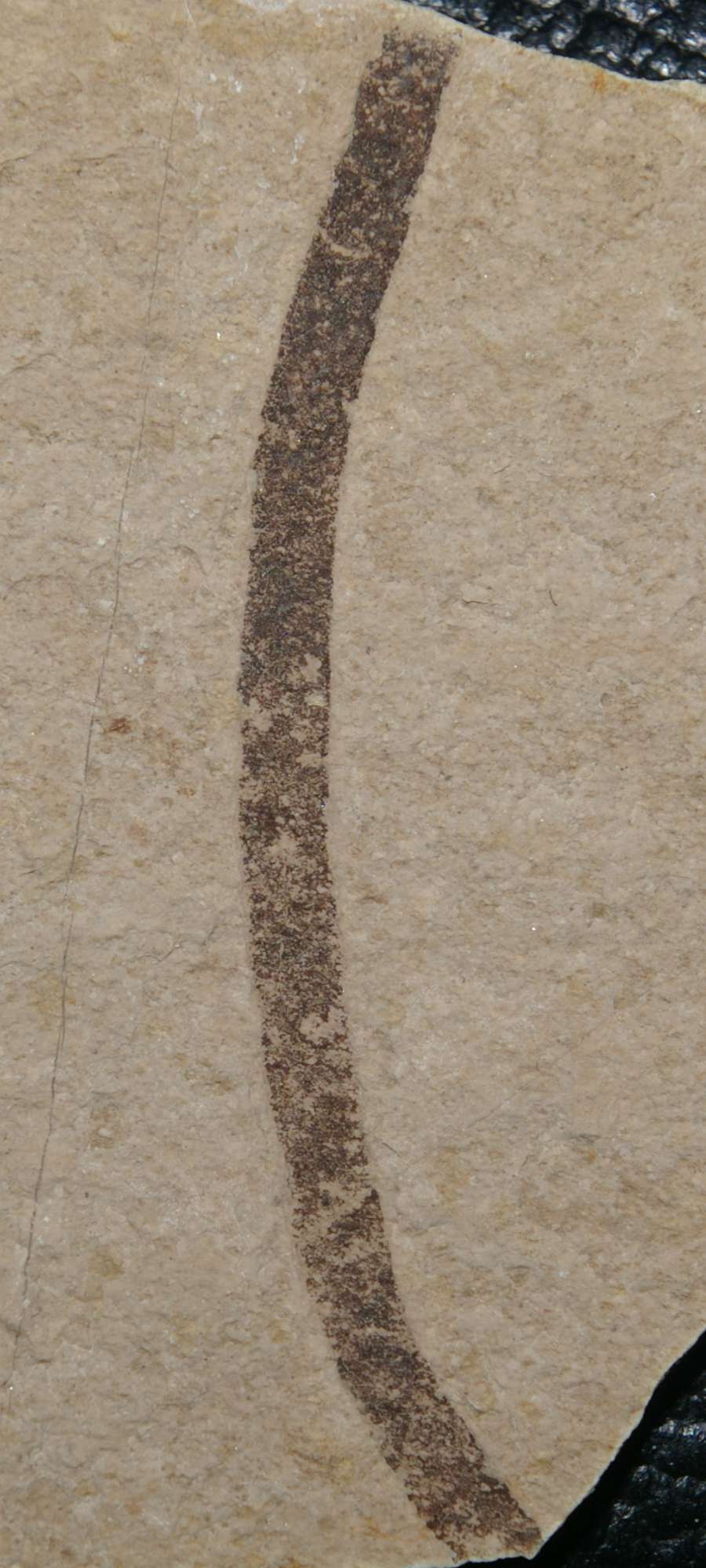 Fossil algae