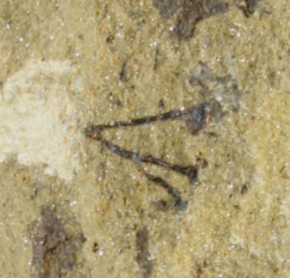 Cooksonia
