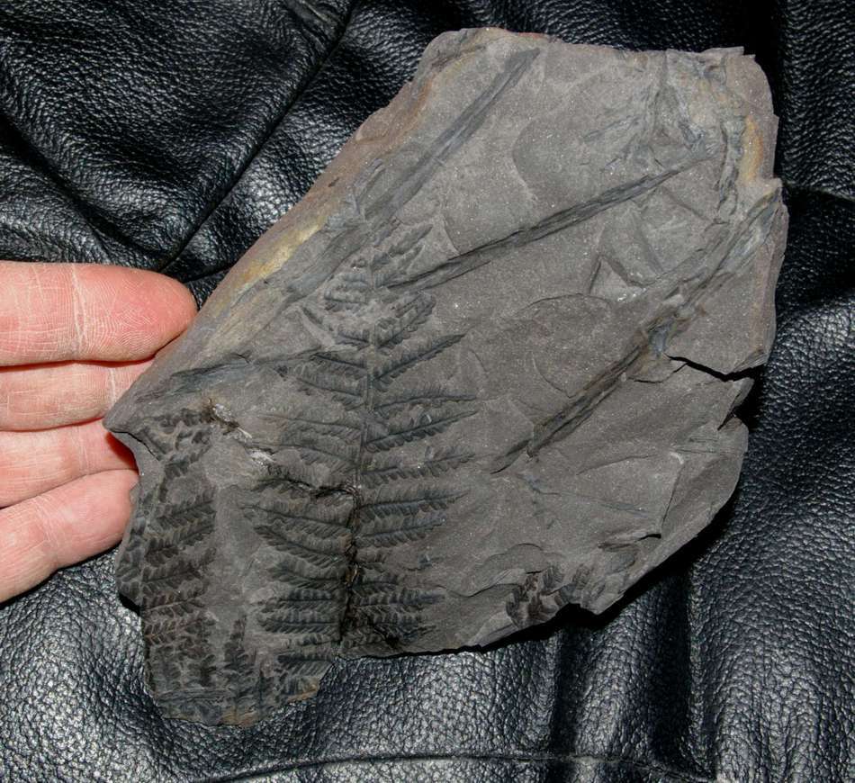  Pecopteris