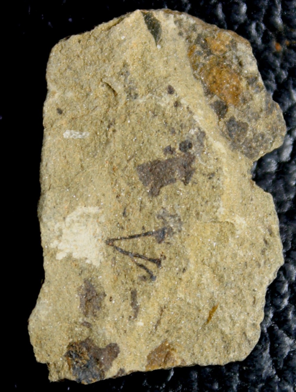 Cooksonia