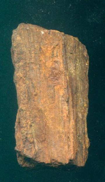 photos/plants/p3petrifiedwood.jpg