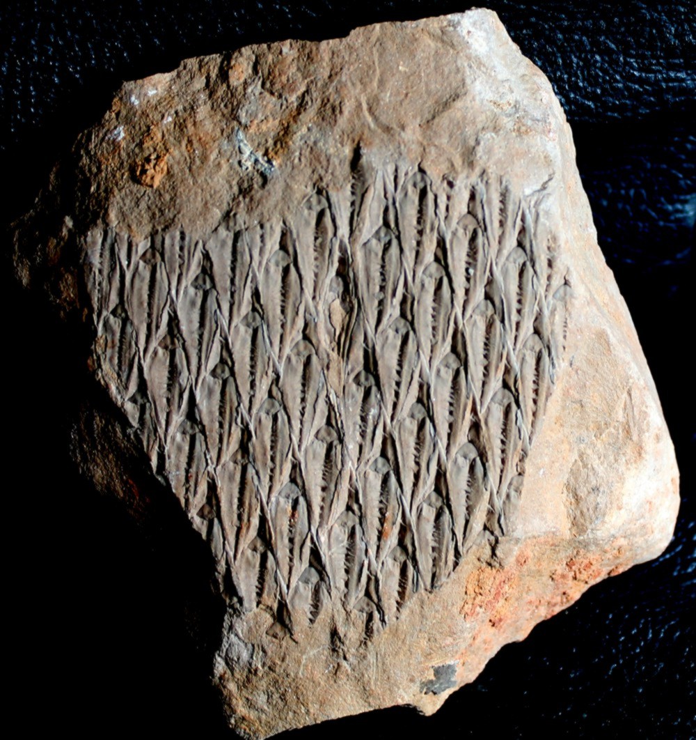  Lepidodendron