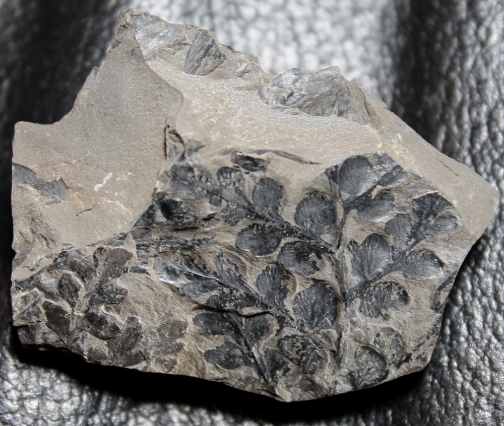 sphenopteris neuropteroides fern fossil