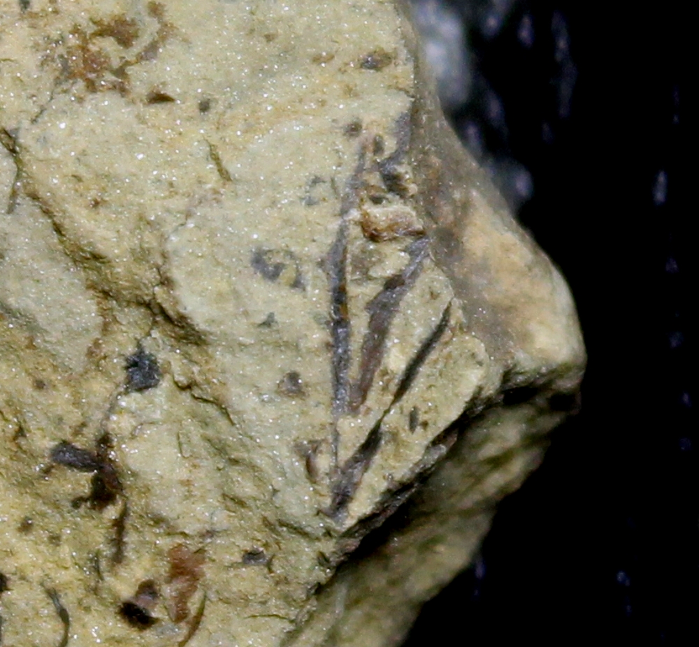 Hostinella