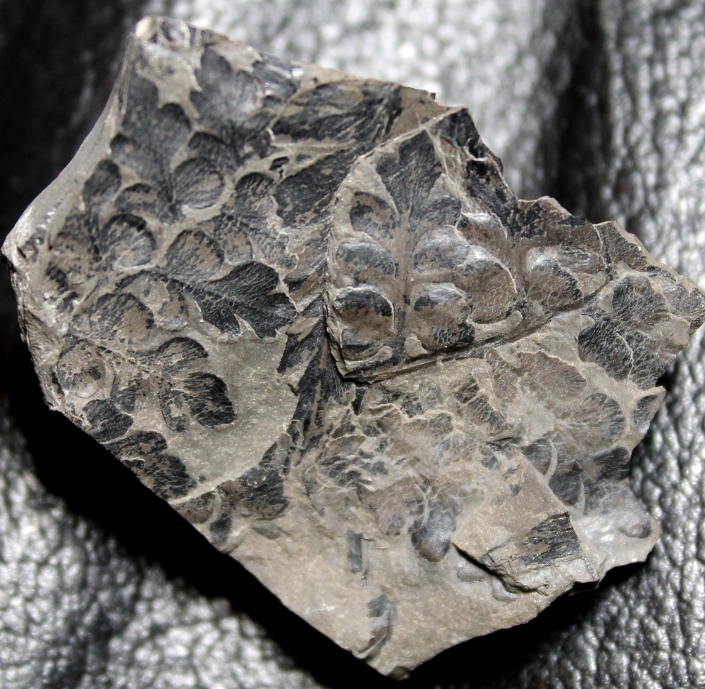 eusphenopteris neuropteroides fern fossil