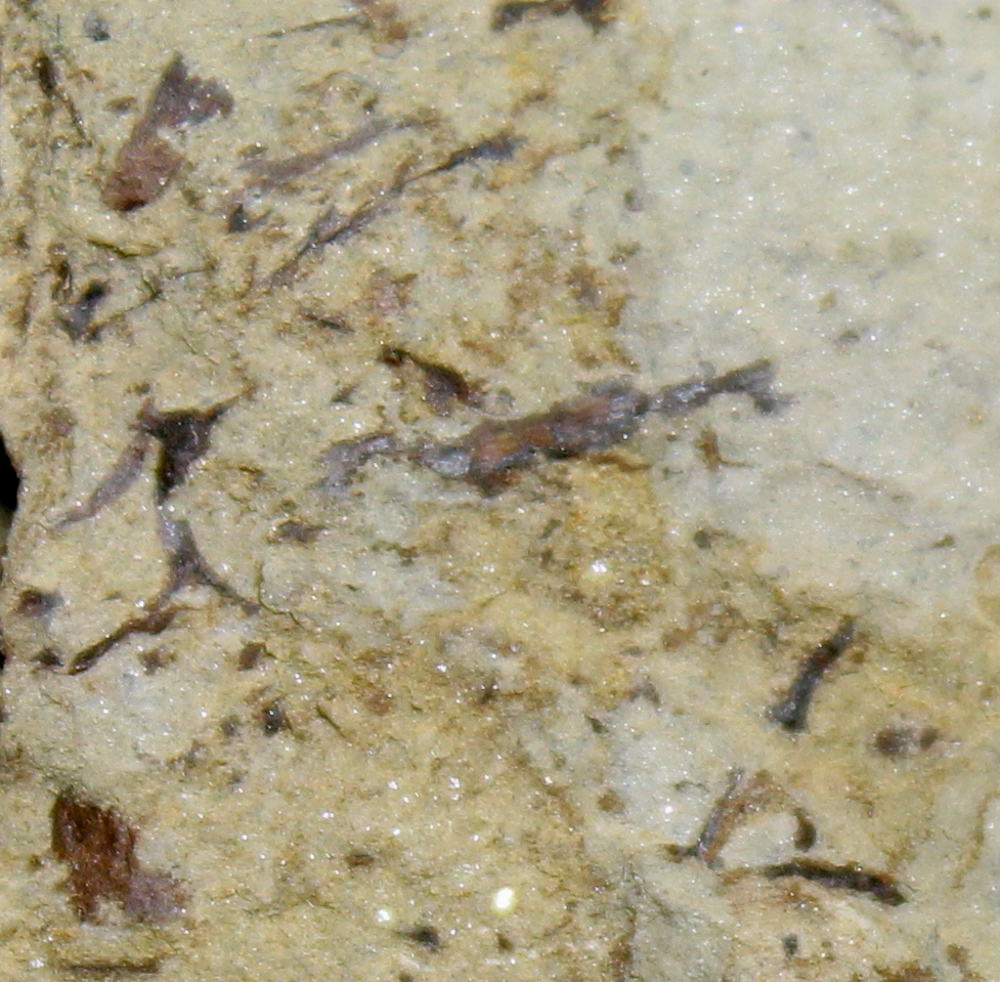 Silurian plants
