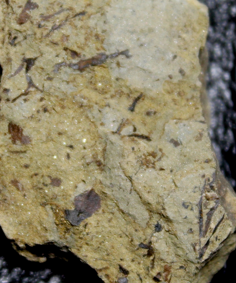 Silurian plants
