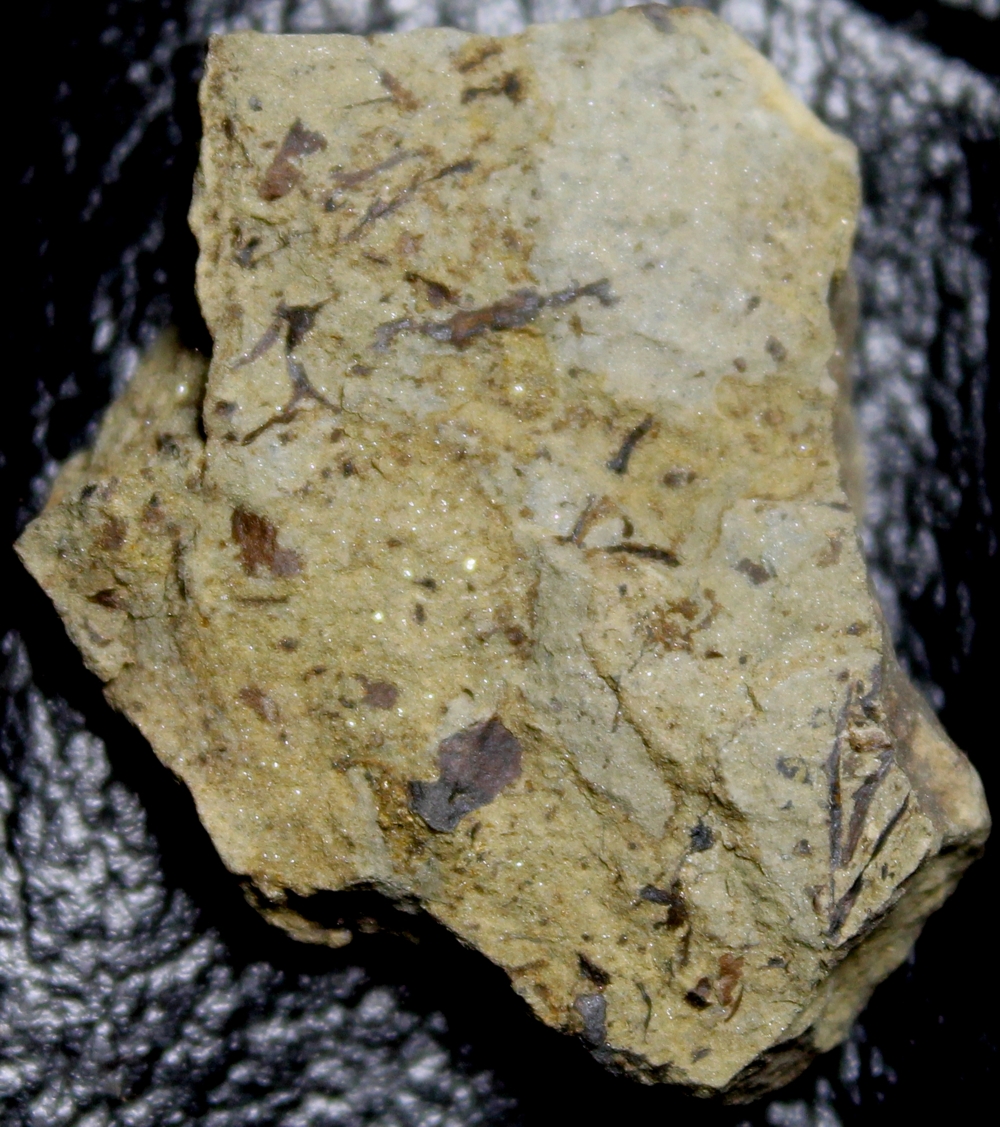 Hostinella