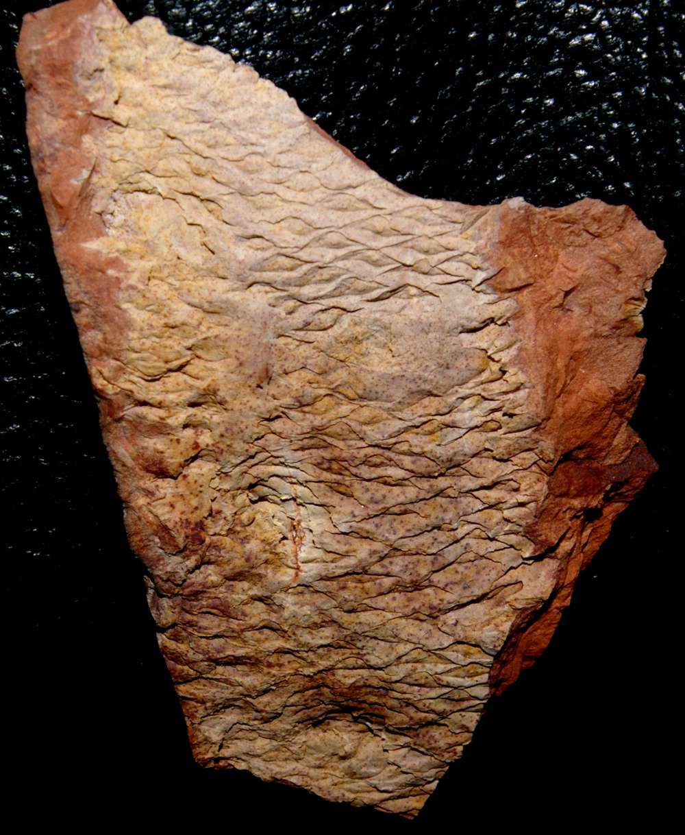 Halonia tortuosa 