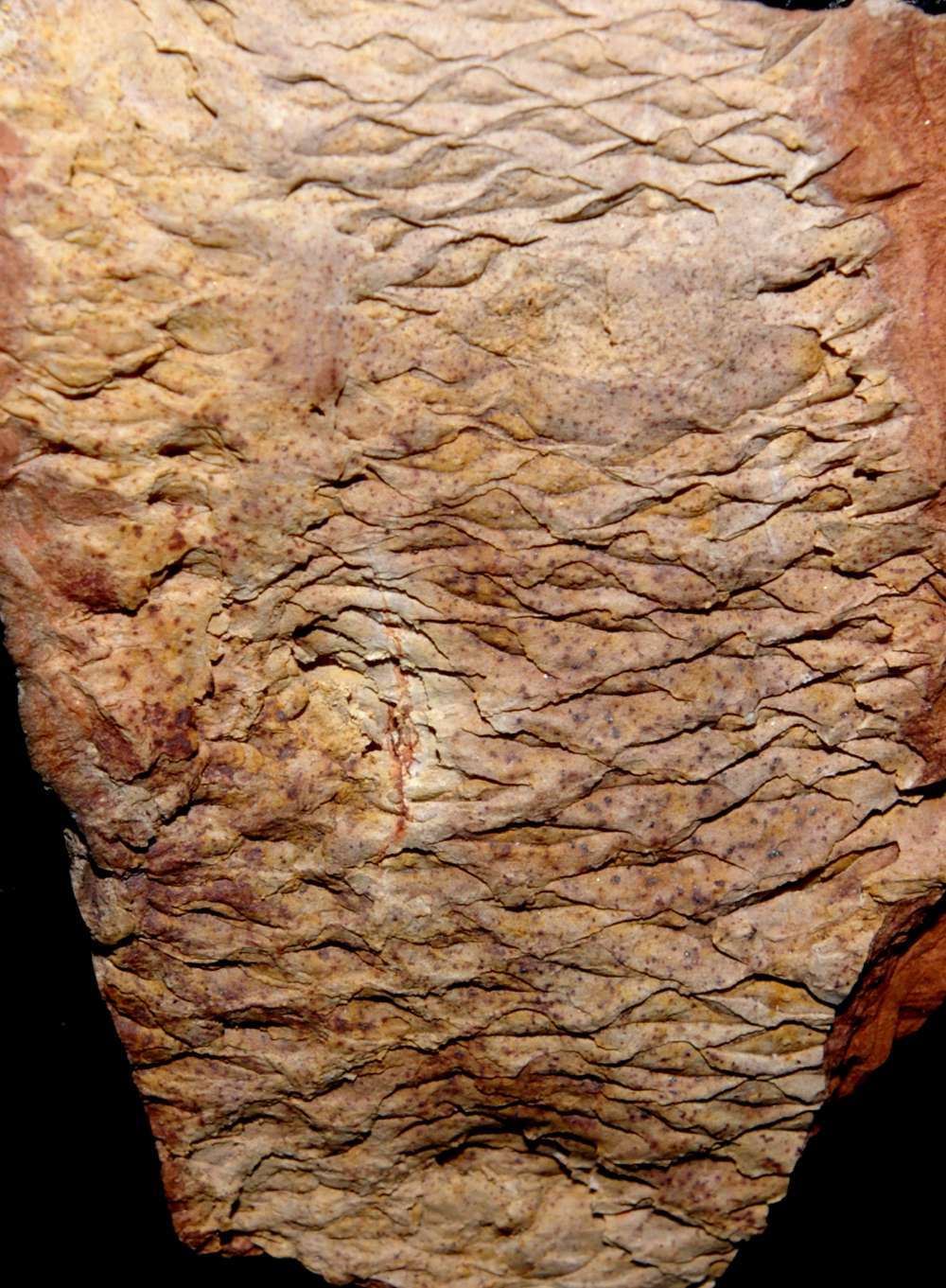 Halonia tortuosa 