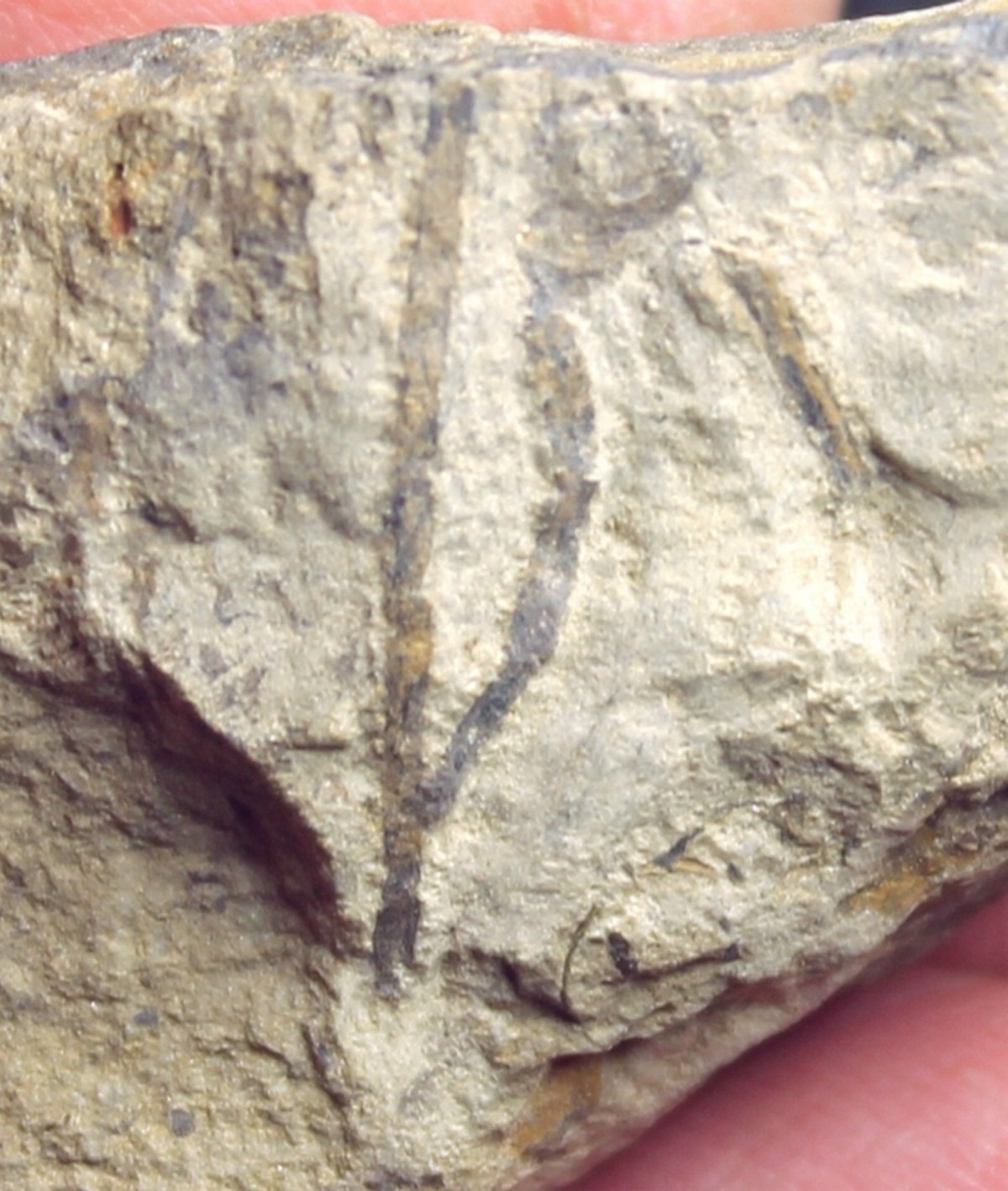 Silurian fossil land plant for sale