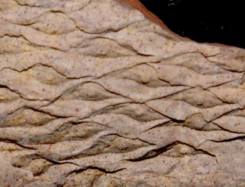 Halonia tortuosa 