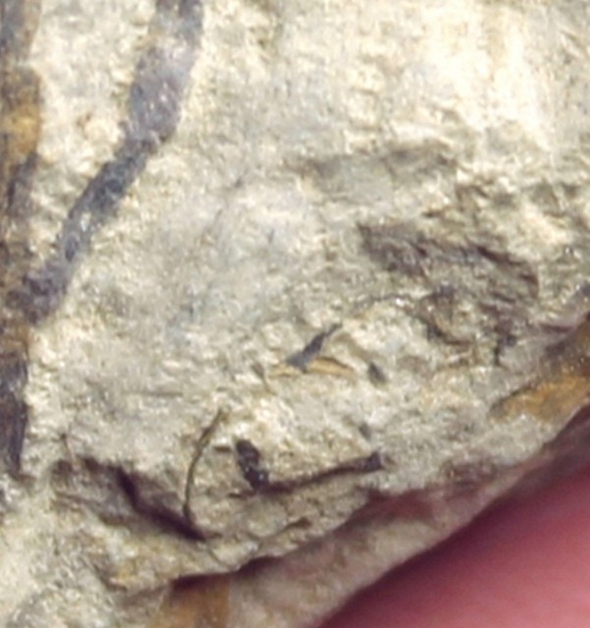 Cooksonia for sale