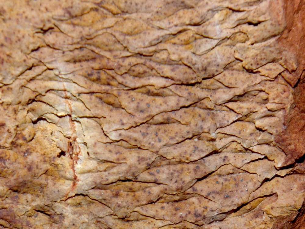 Halonia tortuosa 