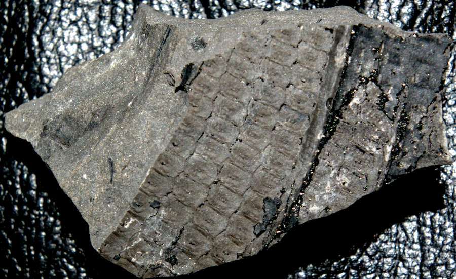 Sigillaria elegans