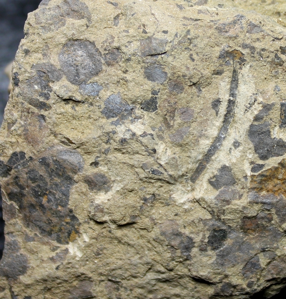 Cooksonia