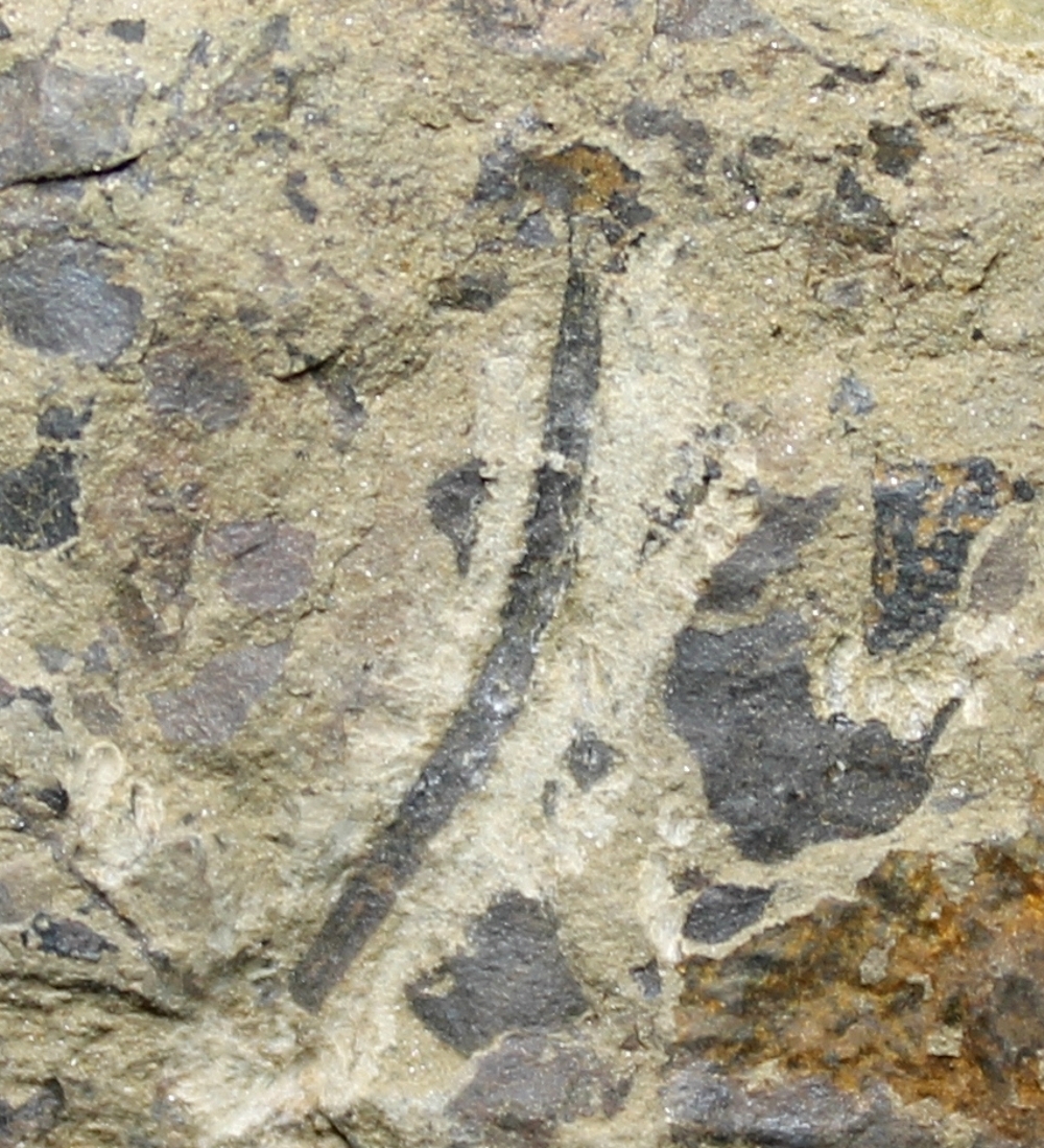 Cooksonia