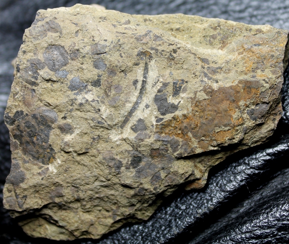 Cooksonia
