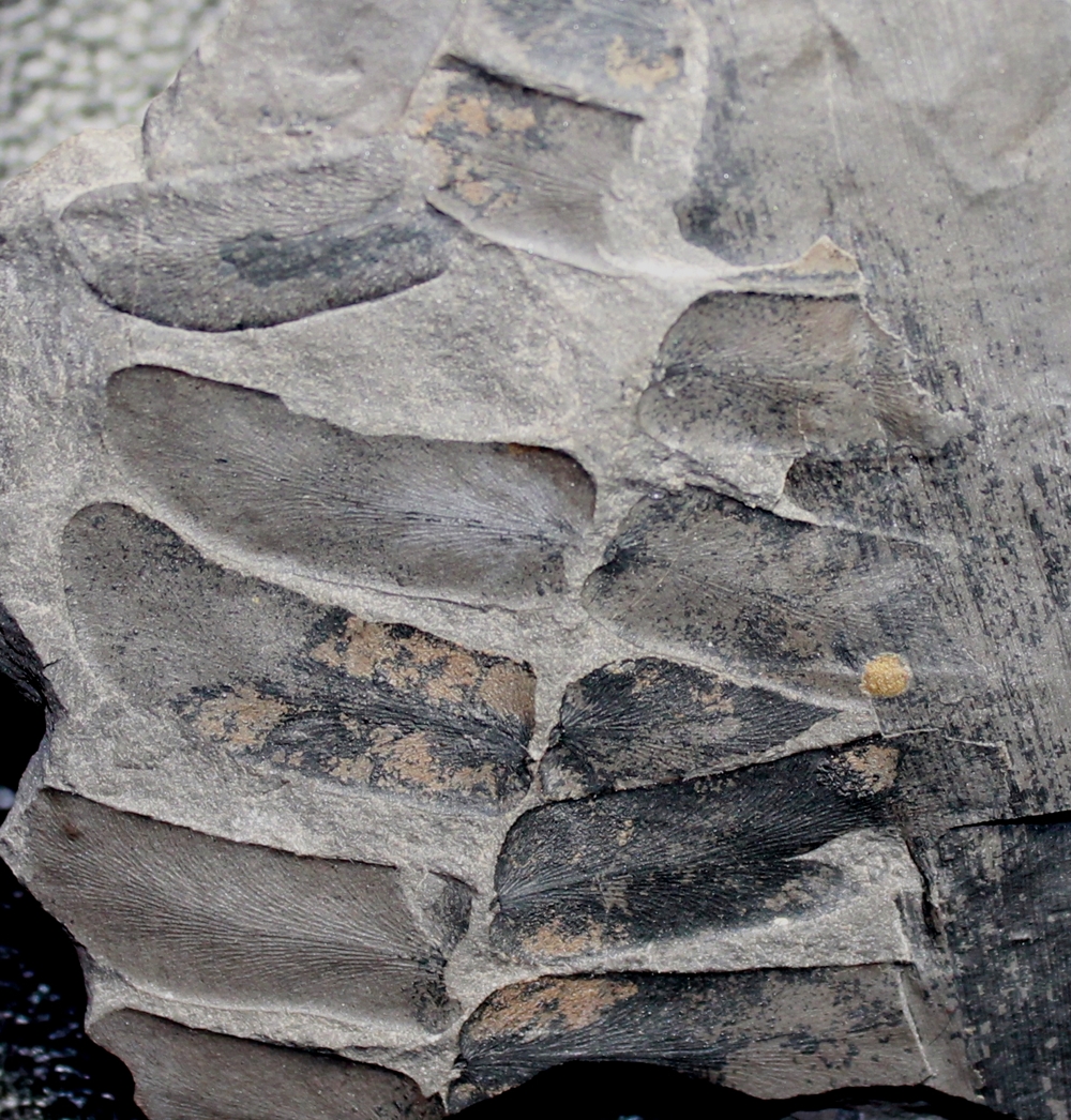 Paripteris gigantea