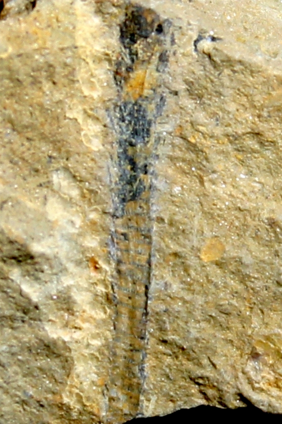 Silurian plant