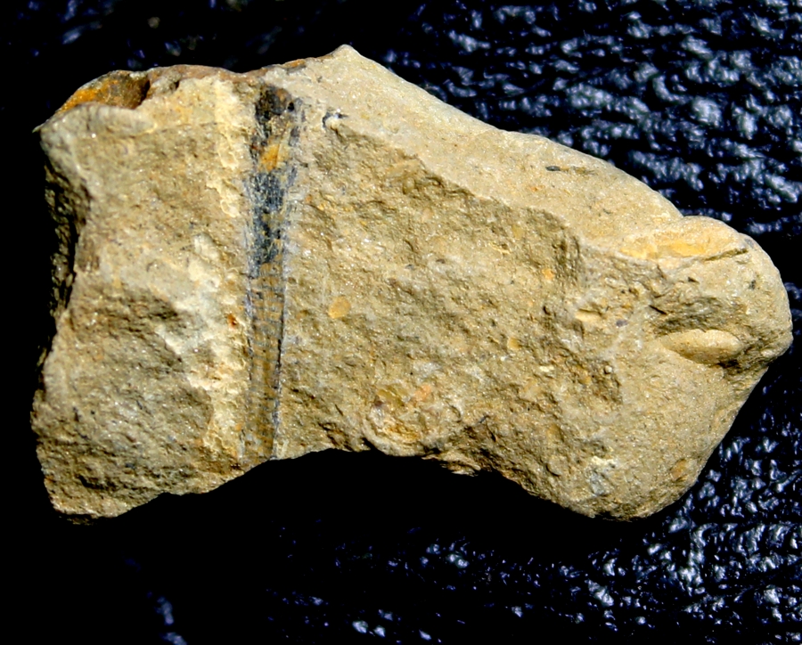 Silurian plant