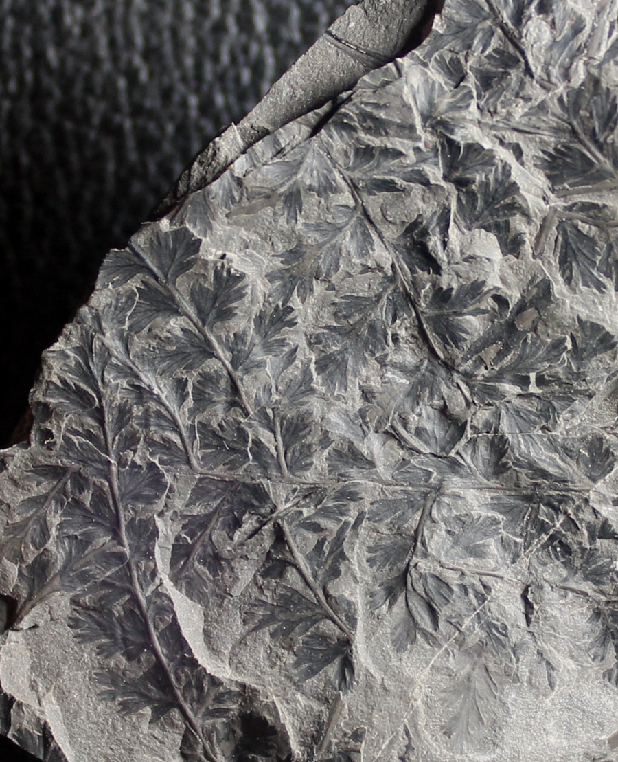 Diplotmema palmatopteroides