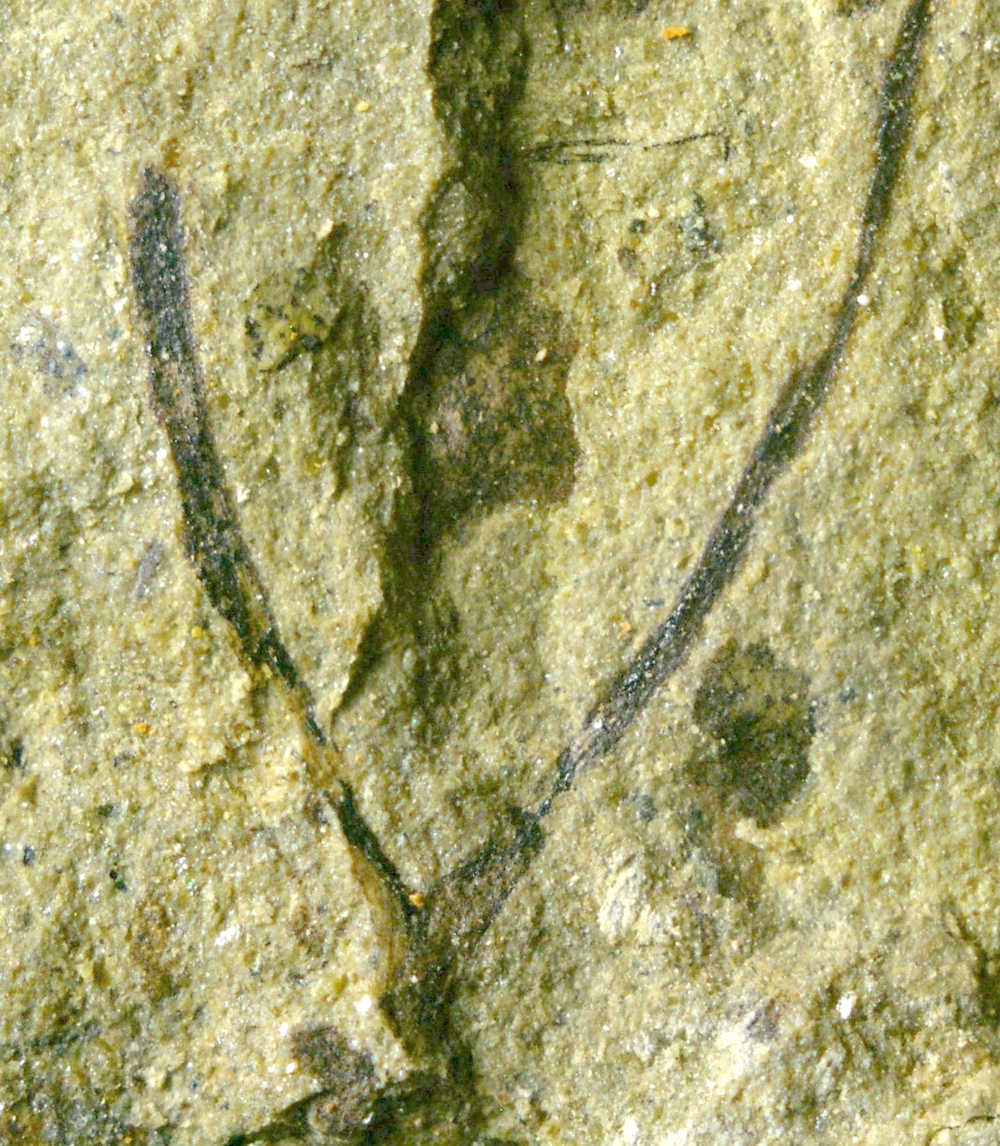 Hostinella