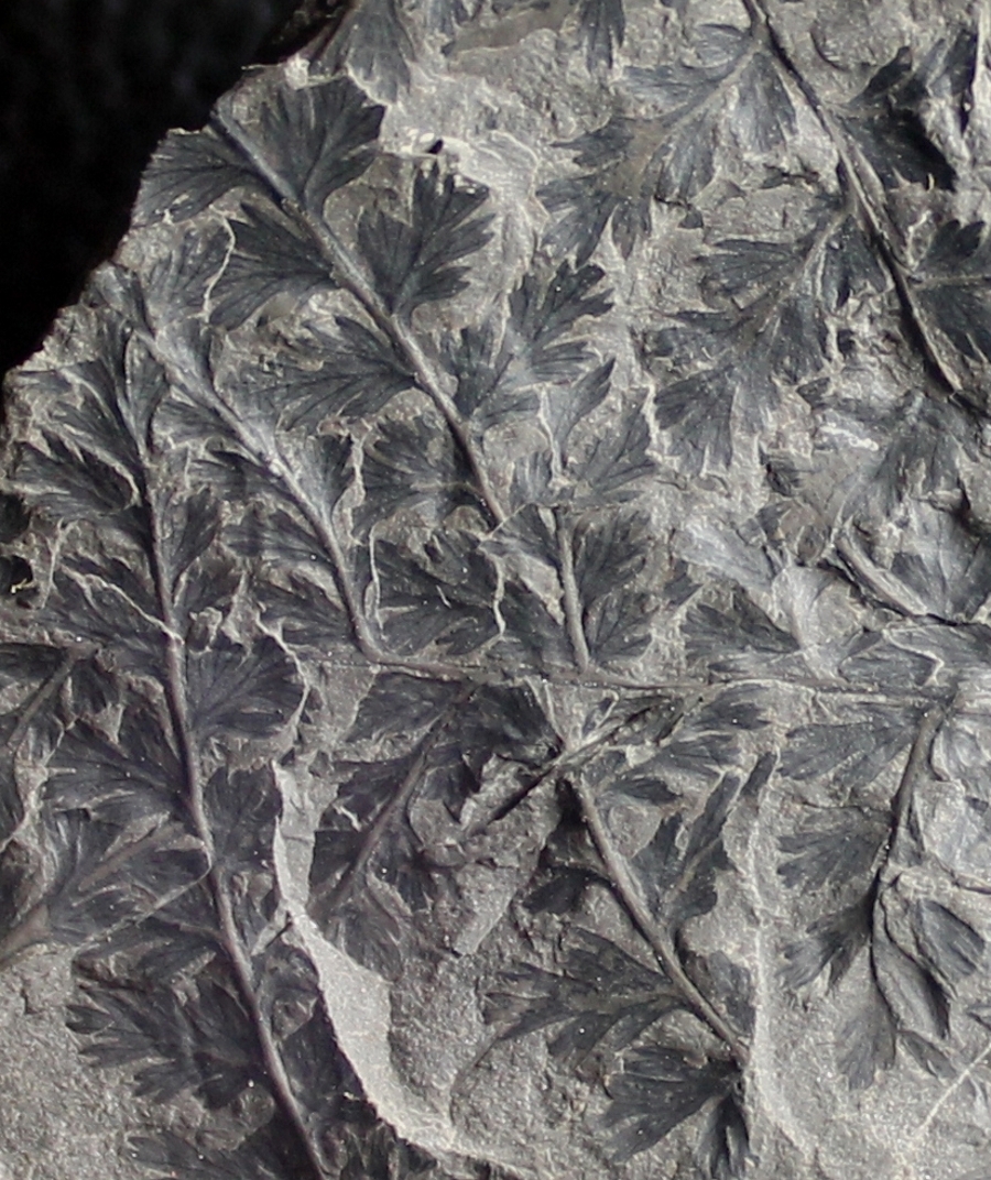 Diplotmema palmatopteroides