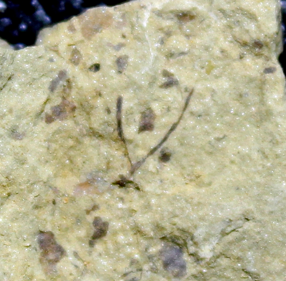 Hostinella