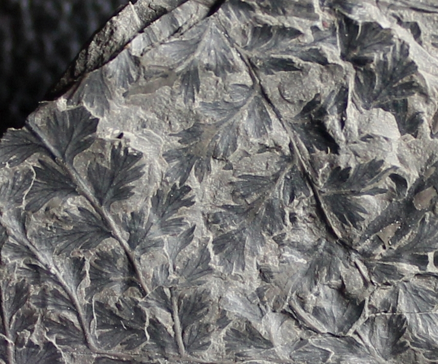 Diplotmema palmatopteroides